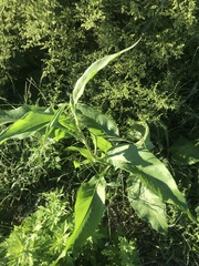 Persicaria extremiorientalis