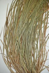 Carex crawfordii