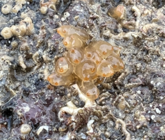 Ecteinascidia turbinata