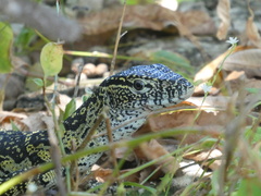 Varanus niloticus