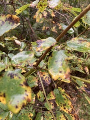 Thalictrum pubescens