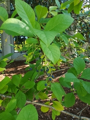 Chionanthus virginicus