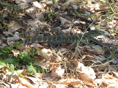 Varanus niloticus