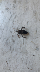 Leptoglossus corculus