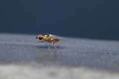 Thaumatomyia
