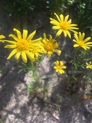 Steirodiscus tagetes