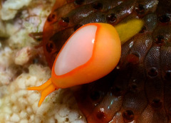 Cystiscus minutissimus
