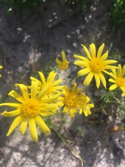 Steirodiscus tagetes