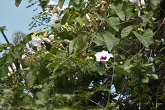 Ipomoea campanulata