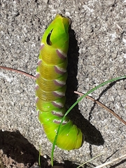 Sphinx ligustri