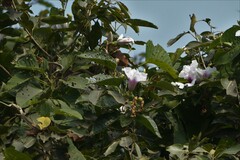 Ipomoea campanulata