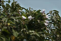 Ipomoea campanulata