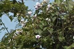 Ipomoea campanulata