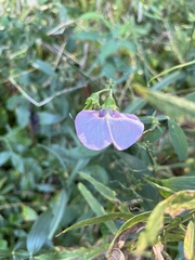 Lathyrus latifolius