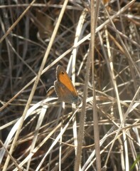 Coenonympha pamphilus