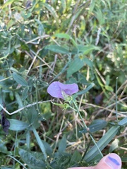 Lathyrus latifolius