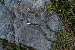 Hystrix africaeaustralis