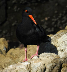 Haematopus moquini