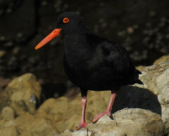 Haematopus moquini