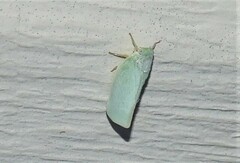 Flatormenis proxima