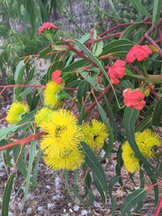 Eucalyptus erythrocorys