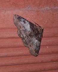 Pericyma