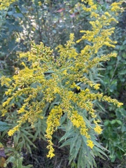 Solidago altissima