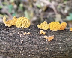 Favolaschia
