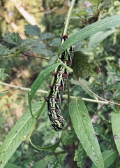 Eumorpha fasciatus