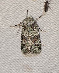 Lacinipolia laudabilis