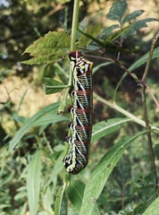 Eumorpha fasciatus