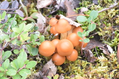 Kuehneromyces mutabilis