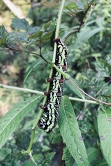 Eumorpha fasciatus