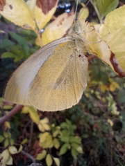 Pieris brassicae