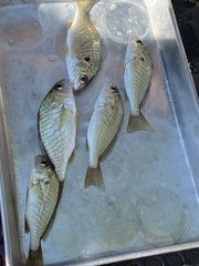 Leiostomus xanthurus