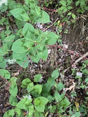 Persicaria filiformis