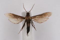 Sophona