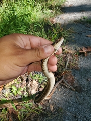 Thamnophis sirtalis sirtalis