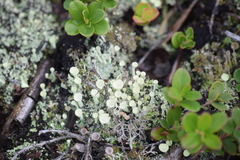 Cladonia deformis