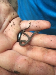 Virginia valeriae elegans