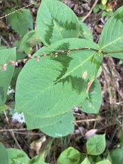 Persicaria filiformis