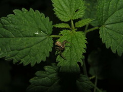 Xysticus