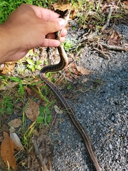 Thamnophis sirtalis sirtalis