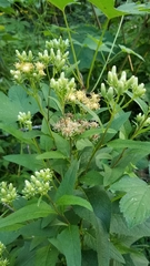 Hasteola suaveolens