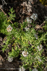 Eriocephalus