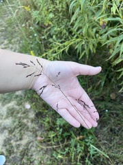 Eragrostis minor