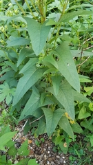 Hasteola suaveolens