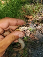 Thamnophis sirtalis sirtalis