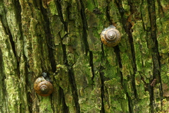 Neohelix albolabris
