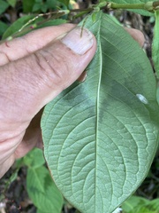 Persicaria filiformis
